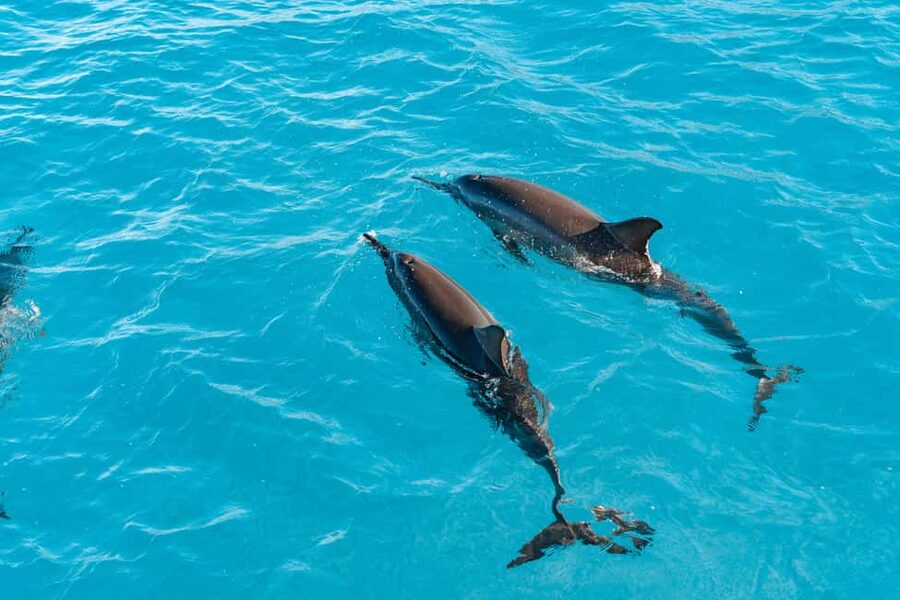 Swim with Wild Dolphins Oahu Speedboat Snorkeling Adventure! - Why the wild-dolphin encounter feels different