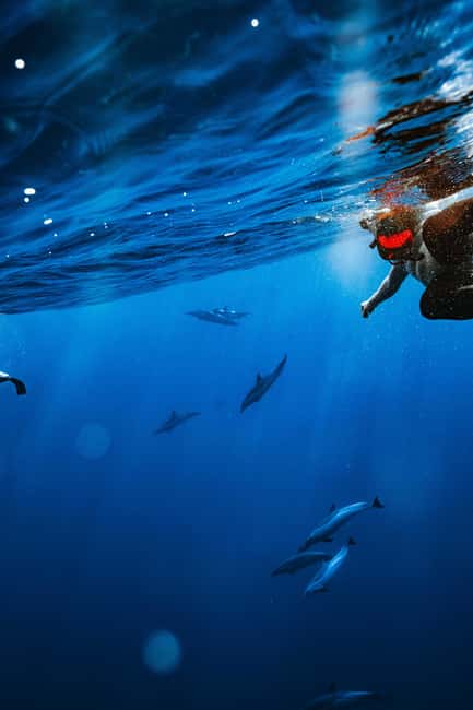Swim with Wild Dolphins Oahu Speedboat Snorkeling Adventure! - Snorkeling Makaha with turtles and reef fish