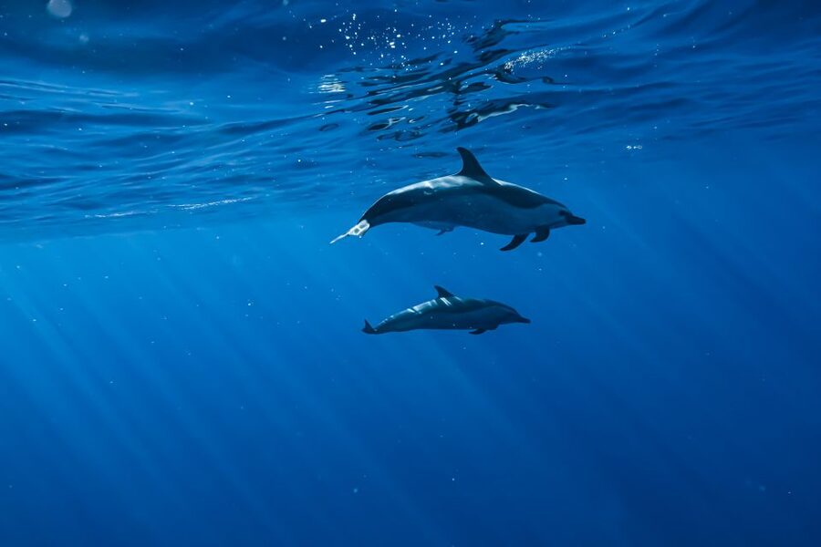 Swim with Wild Dolphins Oahu Speedboat Snorkeling Adventure! - Whale season and the west side views