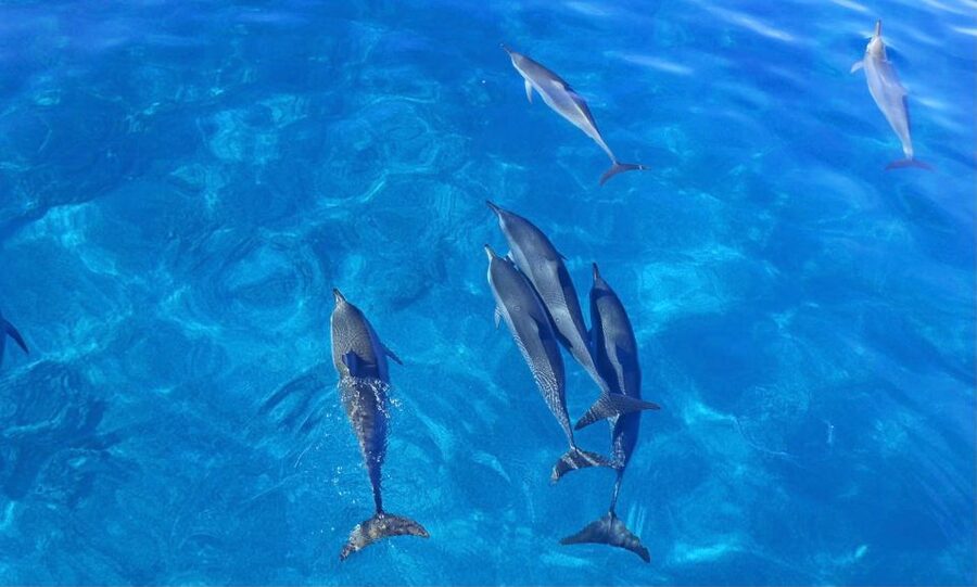 Swim with Wild Dolphins Oahu Speedboat Snorkeling Adventure! - Is $199 a fair price?