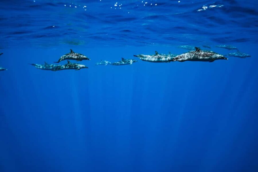 Swim with Wild Dolphins Oahu Speedboat Snorkeling Adventure! - Who will enjoy this boat trip most