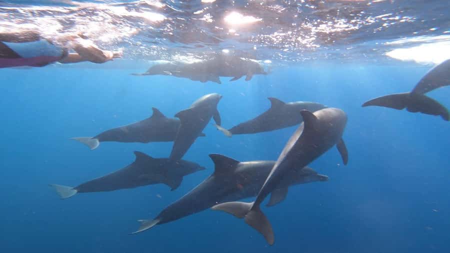 swimming with dolphin in kizimkazi zanzibar - Key points to know before booking