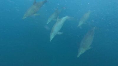 swimming with dolphin in kizimkazi zanzibar