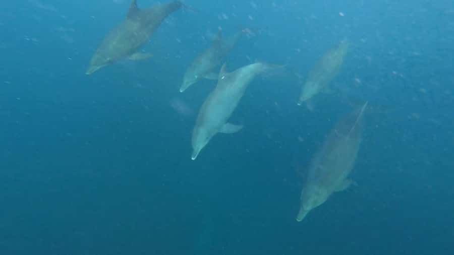 swimming with dolphin in kizimkazi zanzibar - Why the early start matters at Kizimkazi