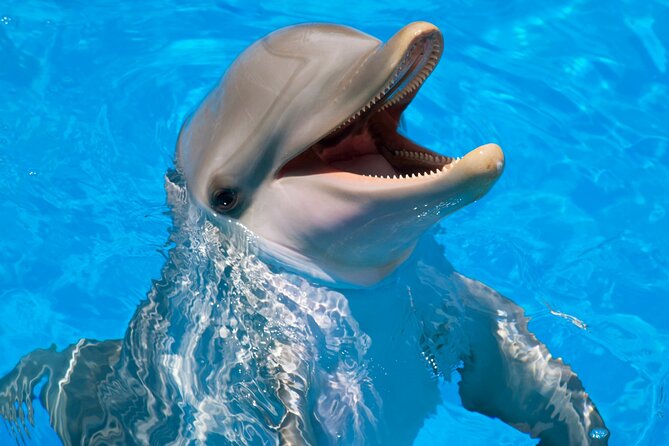 Swimming With Dolphin in Red Sea Adventure with Lunch - Hurgada - Quick Points to Know Before You Book