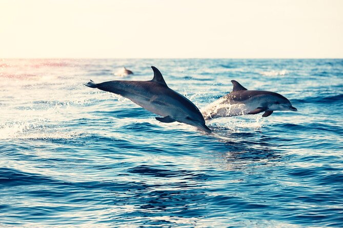Swimming With Dolphin in Red Sea Adventure with Lunch - Hurgada - Looking for Dolphins at Dolphin House