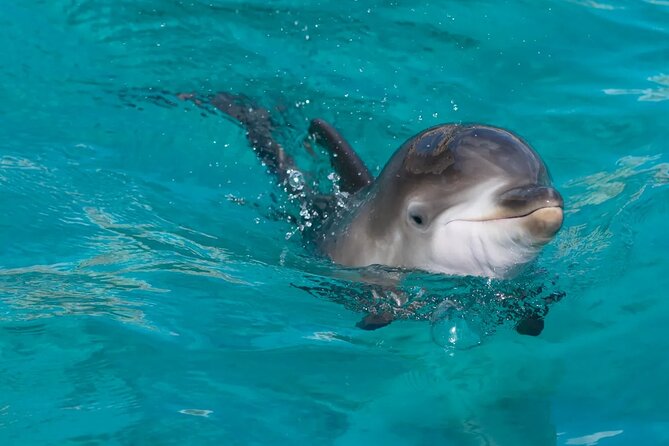 Swimming With Dolphin in Red Sea Adventure with Lunch - Hurgada - Is $5 Good Value?