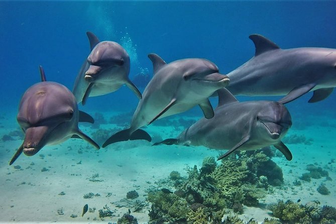 Swimming with Dolphin VIP Snorkeling Sea Trip With Lunch and Transfer - Hurghada - Leaving Hurghada for Dolphin House