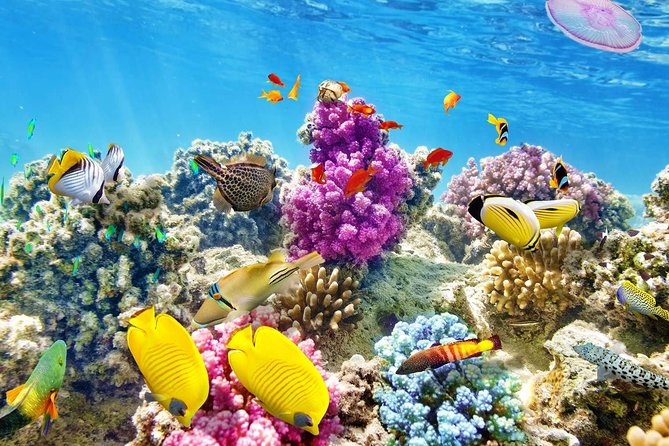 Swimming with Dolphin VIP Snorkeling Sea Trip With Lunch and Transfer - Hurghada - Two guided snorkeling stops over coral reefs