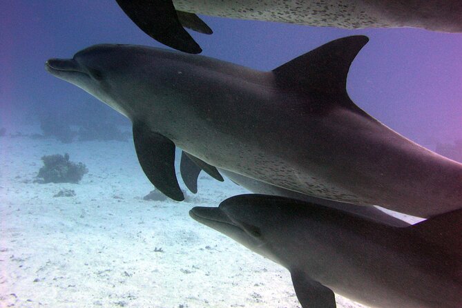 Swimming with Dolphins and Banana Boat Sea Trip Day Experience - Hurghada - Dolphin House and the limits of wildlife encounters