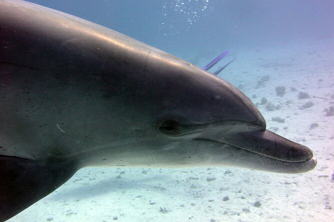 Swimming with Dolphins and Banana Boat Sea Trip Day Experience - Hurghada - Lunch, drinks, and time on deck