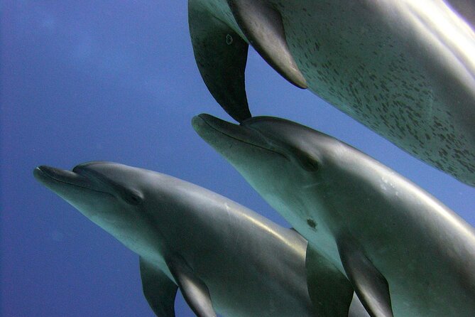 Swimming with Dolphins and Banana Boat Sea Trip Day Experience - Hurghada - Group size, crew, and the overall mood