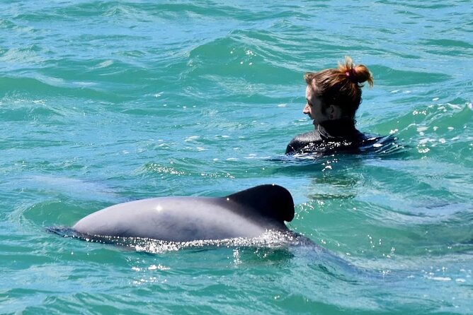 Swimming with Wild Dolphins in Akaroa - From the wharf to the purpose-built swim boat