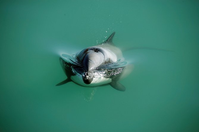 Swimming with Wild Dolphins in Akaroa - Swimming with dolphins in open sea conditions