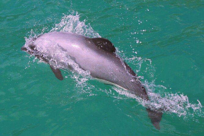 Swimming with Wild Dolphins in Akaroa - Dolphins are wild, so the outcome can change
