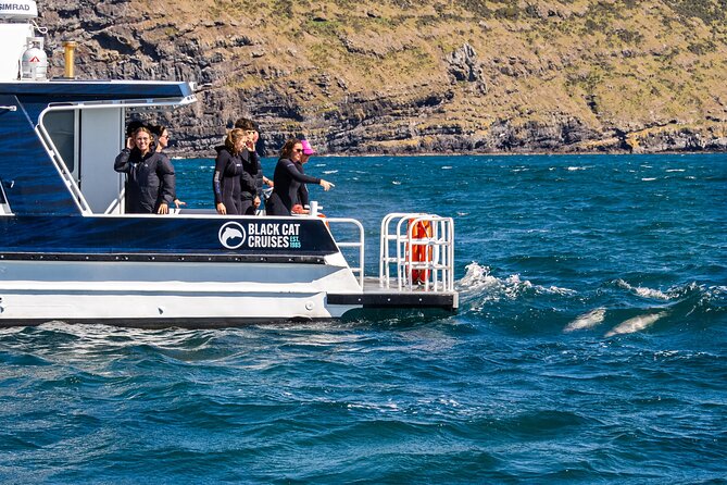 Swimming with Wild Dolphins in Akaroa - Wildlife beyond the dolphins