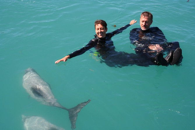 Swimming with Wild Dolphins in Akaroa - Who should book this experience