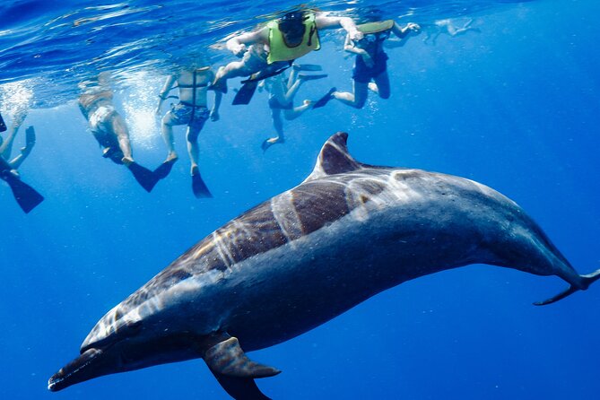 Swimming with Wild Dolphins Speedboat Adventure on Oahu - Why Oahu’s west coast is the right setting