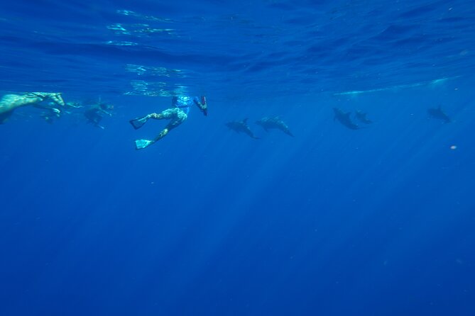 Swimming with Wild Dolphins Speedboat Adventure on Oahu - Photos, personal cameras, and staying present