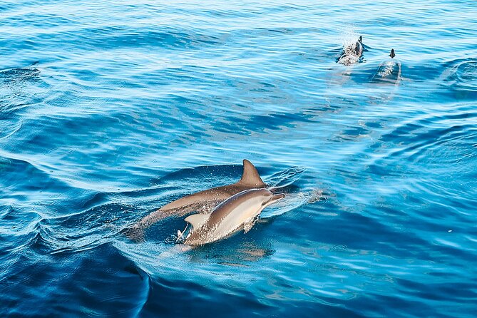 Swimming with Wild Dolphins Speedboat Adventure on Oahu - Hotel pickup and the early start