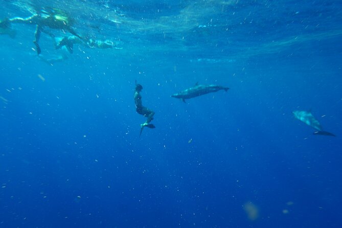 Swimming with Wild Dolphins Speedboat Adventure on Oahu - Is the $199 price fair?