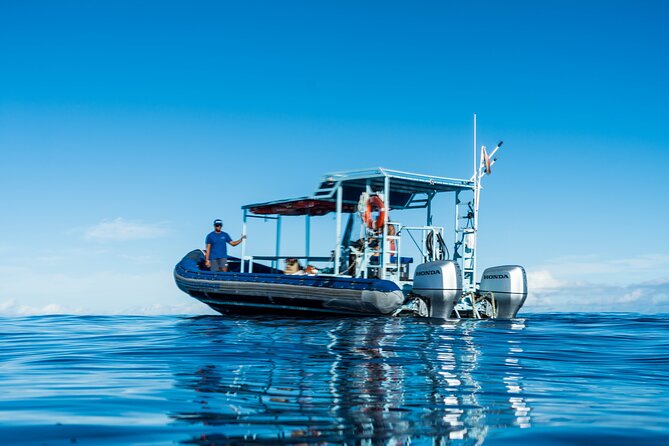 Swimming with Wild Dolphins Speedboat Adventure on Oahu - Turtle snorkeling near Makaha