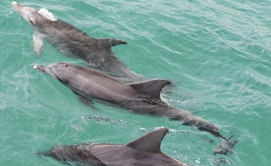 Sydney: Jervis Bay Day Trip with Dolphins, Roos & Beach Time - Why Jervis Bay makes a worthwhile day from Sydney