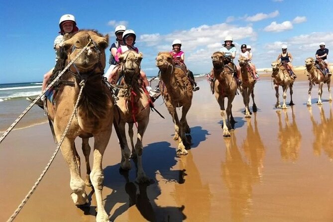 Sydney: Port Stephens Sandboarding, Dunes & Dolphin Cruise option - What the $92.52 price really covers