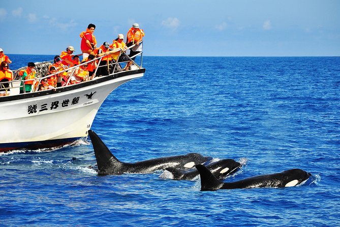 Taiwan Hualien Whale Watching Dolphin - Hualien’s Pacific Coast Is the Main Event
