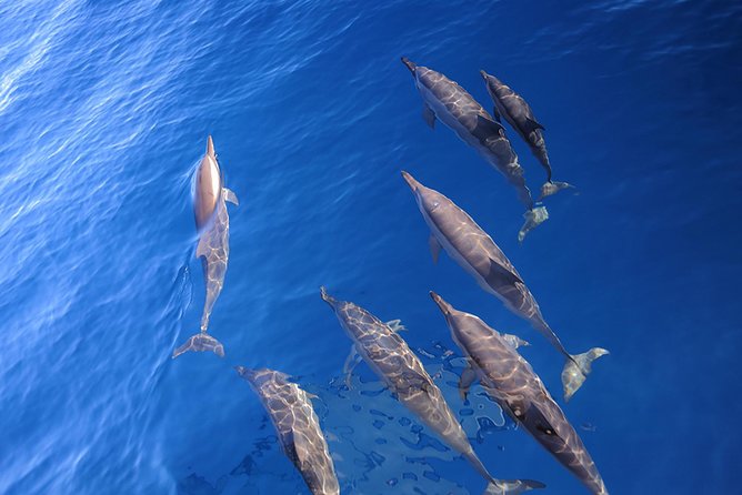 Taiwan Hualien Whale Watching Dolphin - A Guide Explains More Than You Can See