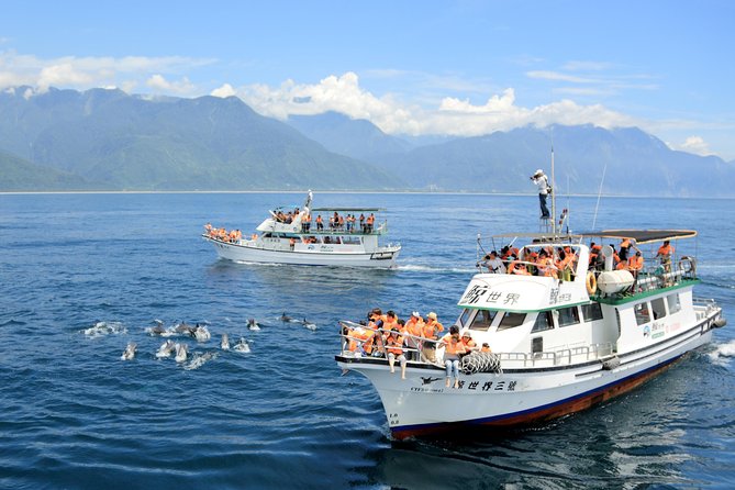 Taiwan Hualien Whale Watching Dolphin - Dolphins Are the Most Likely Reward