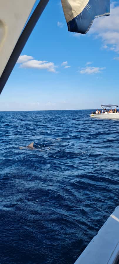 Tamarin: Dolphin Snorkel, CrystalRock, ile o Benitiers Lunch - Who should book this Tamarin boat trip?