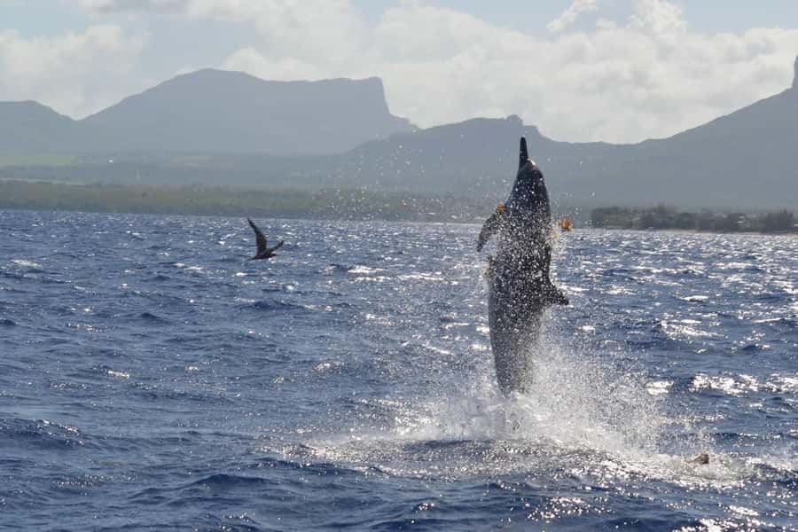 Tamarin: Dolphin Snorkel, CrystalRock, ile o Benitiers Lunch - Starting at Tamarin Public Beach