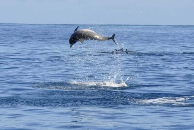 Dolphin Snorkel, CrystalRock, ile o Benitiers Lunch