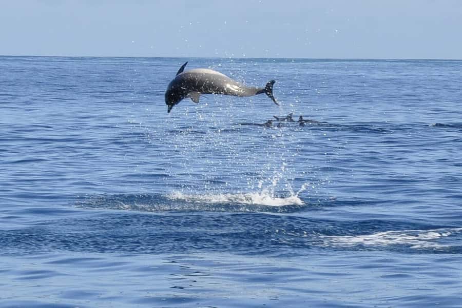 Tamarin: Dolphin Snorkel, CrystalRock, ile o Benitiers Lunch - The speedboat ride toward the dolphins