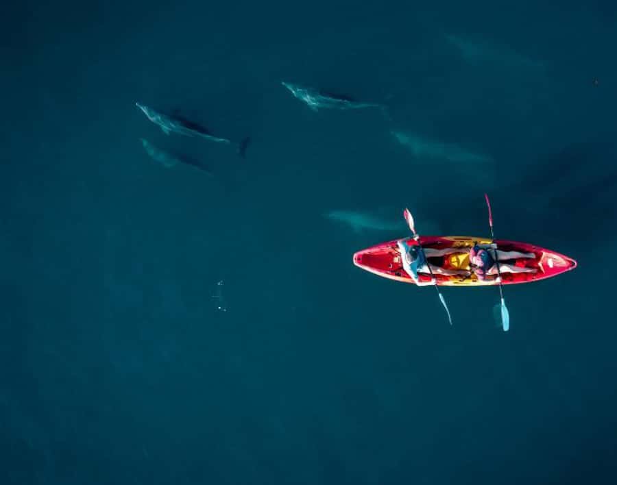 Tamarin: Guided Kayak Tour with Dolphins - Key points before you book