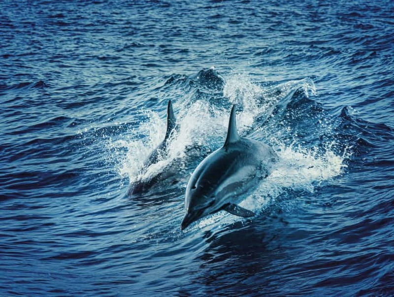 Taormina and Giardini Naxos: 2 Hour Dolphin Tour & Grotto - Forty Minutes Looking for Free-Living Dolphins