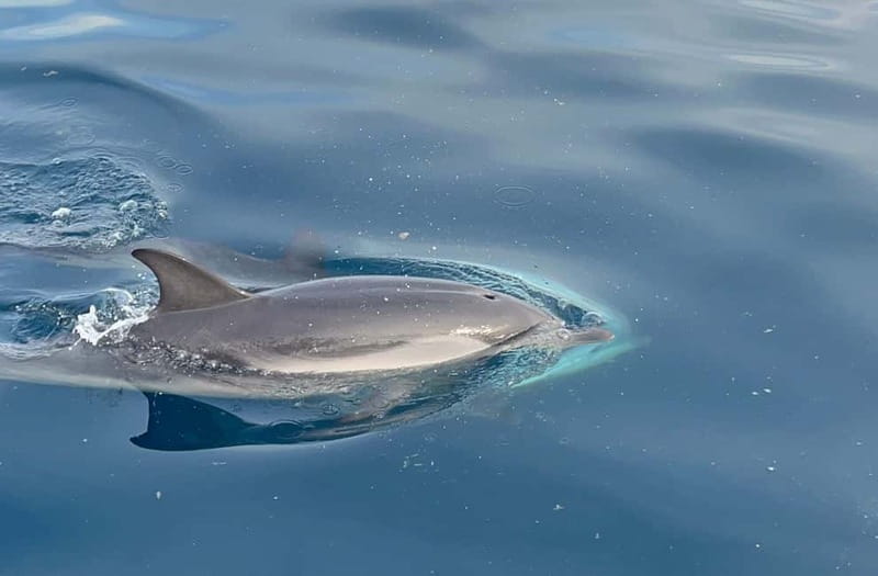 Taormina: Dolphin Tour and Sunset Aperitif Boat Tour - Setting out from Giardini Naxos