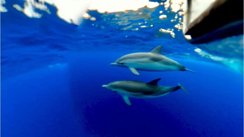 Taormina: Dolphin Tour and Sunset Aperitif Boat Tour - Sunset and Mount Etna