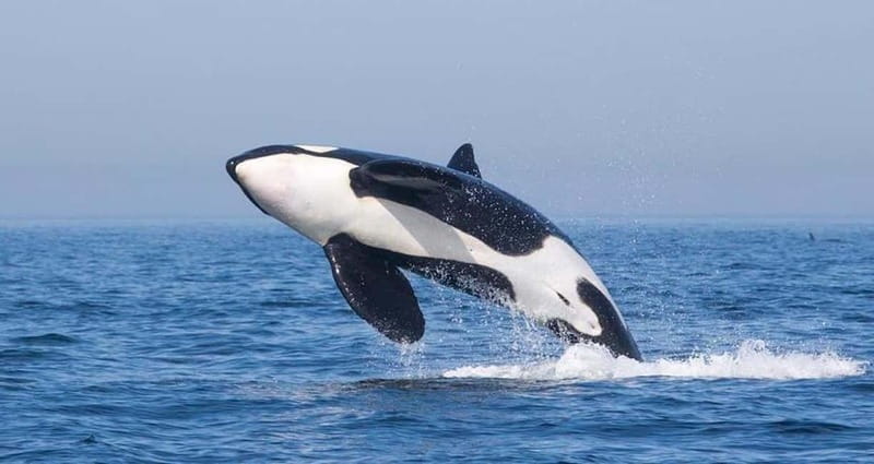 Tarifa: Orca, Whale and Dolphin Watching Boat Experience - Key points before you book