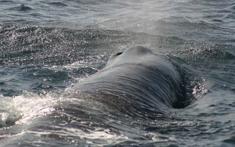 Tarifa: Orca, Whale and Dolphin Watching Boat Experience - Should you book the Turmares Tarifa cruise?