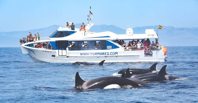 Tarifa: Orca, Whale and Dolphin Watching Boat Experience - Why the Strait of Gibraltar makes this trip special
