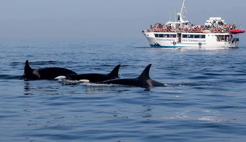 Tarifa: Orca, Whale and Dolphin Watching Boat Experience - Conservation is part of the experience