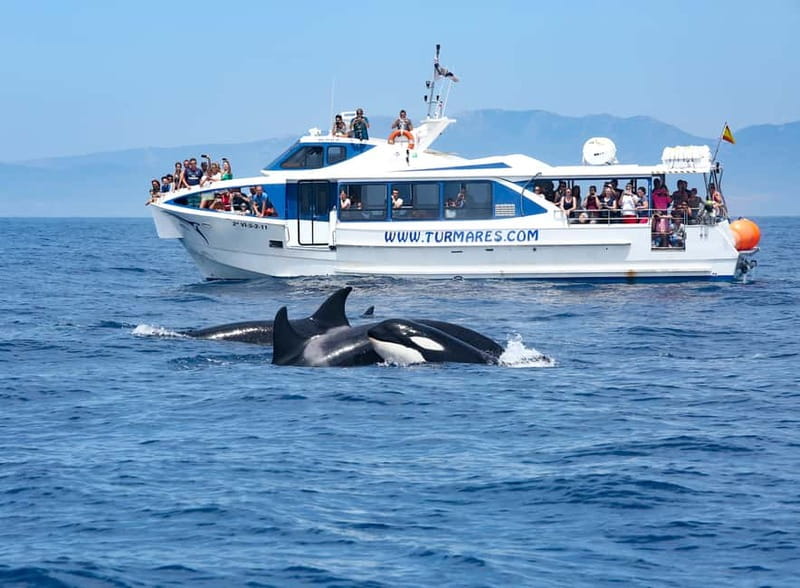Tarifa: Orca, Whale and Dolphin Watching Boat Experience - Who will enjoy this trip most