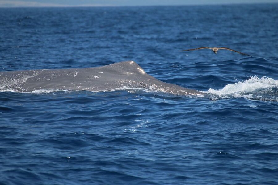 Tarifa: Whale & Dolphin Watching in the Strait of Gibraltar - Key things to know before you book