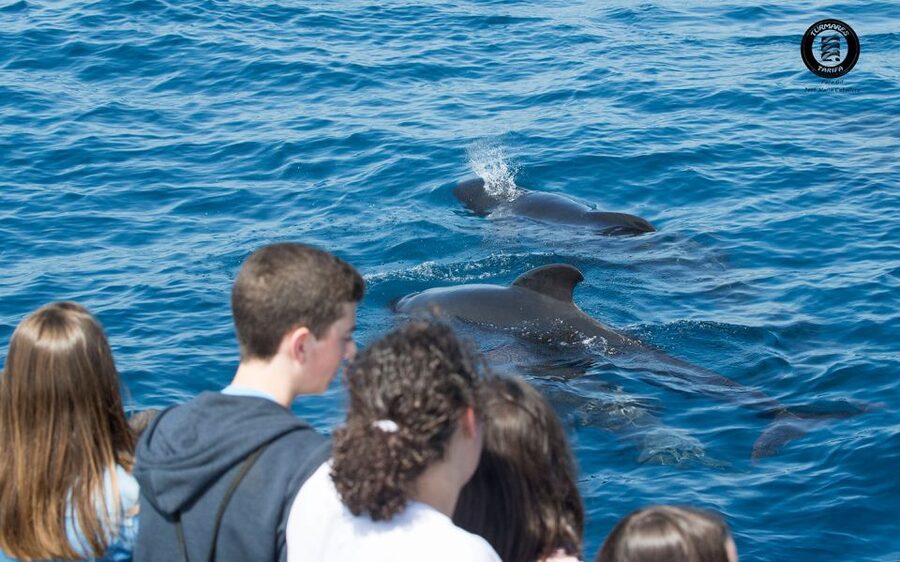 Tarifa: Whale & Dolphin Watching in the Strait of Gibraltar - Booking, cancellation, and languages
