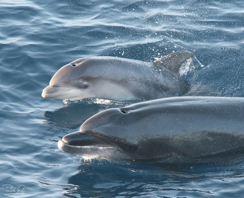 Tarifa: Whale & Dolphin Watching in the Strait of Gibraltar - The animals you may see