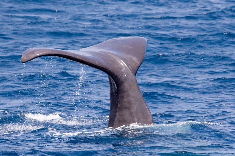Tarifa: Whale & Dolphin Watching in the Strait of Gibraltar - Responsible viewing in a busy marine passage