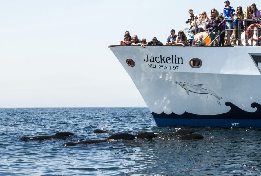 Tarifa: Whale & Dolphin Watching in the Strait of Gibraltar - Sea conditions, comfort, and what to wear