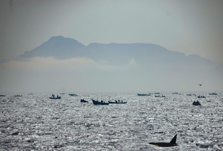 Tarifa: Whale & Dolphin Watching in the Strait of Gibraltar - Breaking down the schedule